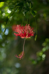 フウリンブッソウゲ