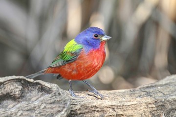 Painted Bunting (Passerina ciris)