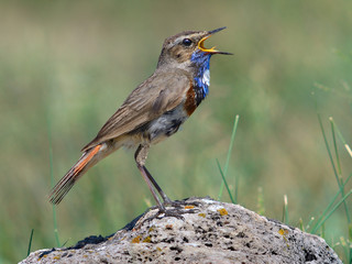 Male bluethroat singing