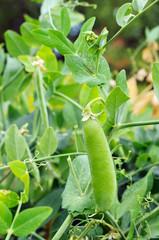 bush of peas growing