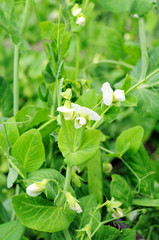 Fototapeta na wymiar bush of peas growing