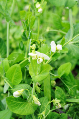 Obraz premium bush of peas growing