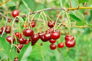 Branch of ripe cherry