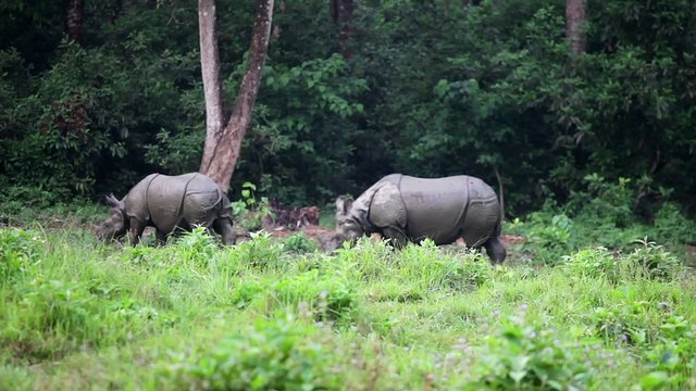 Rhino in Nepal