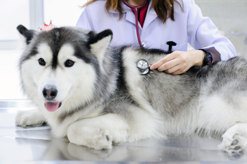 veterinarian examining cute siberian husky at hospital