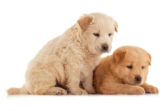 Two cute Chow-chow puppies,  isolated over white