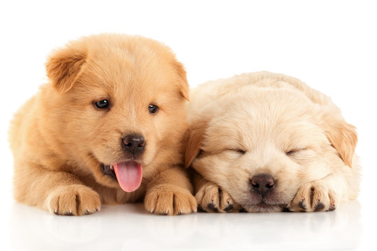 Two cute Chow-chow puppies,  isolated over white