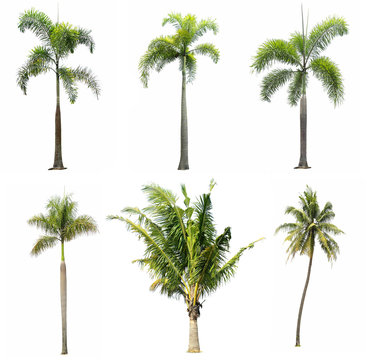 collection of tree on white background