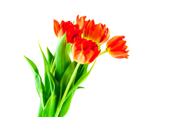 bouquet of red tulips isolated