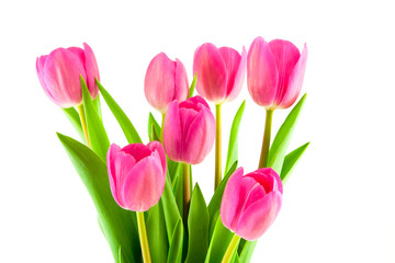 bouquet of pink tulips isolated