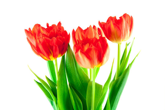 bouquet of red tulips isolated