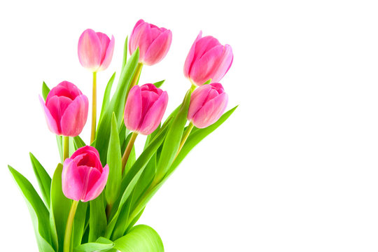bouquet of pink tulips isolated