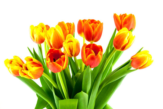 bouquet of yellow and orange tulips isolated
