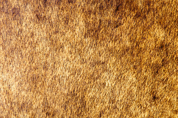 Wooden wall texture, wood background