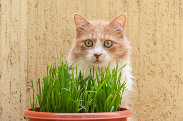 Cat and grass