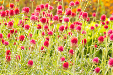 Naklejka premium Flower