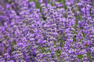 Fototapeta premium Lavender fields 