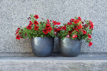 two red flowers