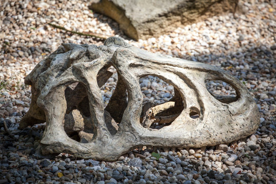 Fossil of dinosaur