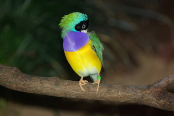 bunter Vogel