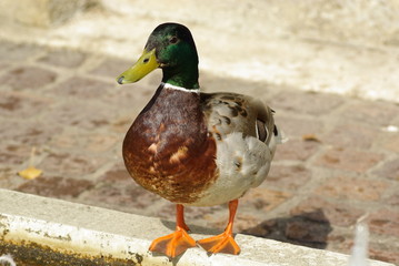Ente