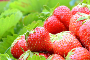 Strawberry harvest in garden