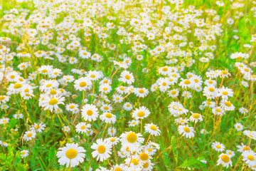 daisy on a meadow