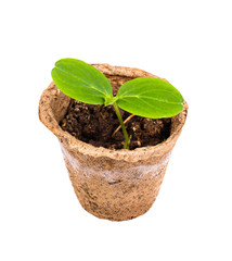 sprout in a pot isolated on white background