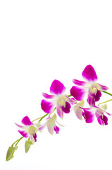 Fototapeta na wymiar Purple orchid flower isolated white background