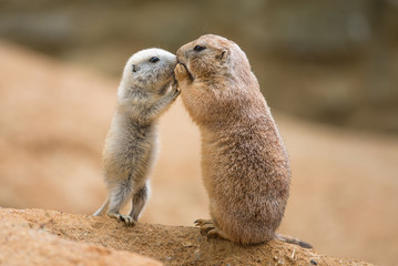 Adult prairie dog (genus cynomys)  and a baby  sharing their foo