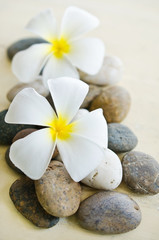 white and yellow frangipani flower