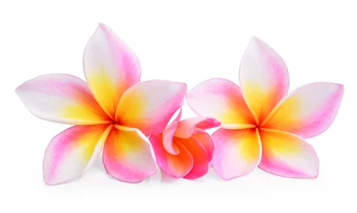 Crédence de cuisine en verre imprimé Frangipanier Tropical flower frangipani (plumeria) isolated on white backgrou