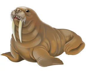 Fotobehang Cartoon animal - walrus - illustration for children © agaes8080
