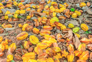 carambola on dry leave