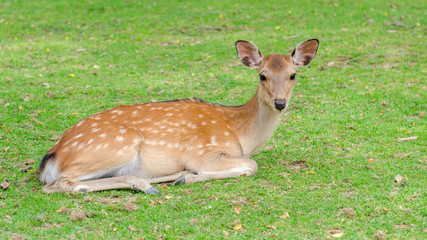 Wild deer roaming freely in Nara park