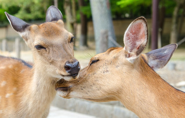 Wild deer roaming freely in Nara park