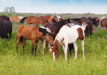herd of horses is grazed on a summer meadow early in the morning