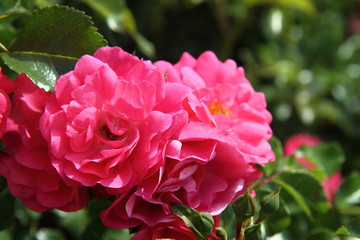 Obraz premium Red roses in close up