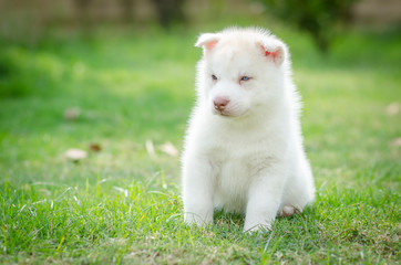 Naklejka na ściany i meble Cute blue eyes puppy