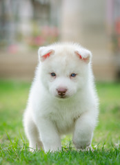 Naklejka na ściany i meble Cute blue eyes puppy