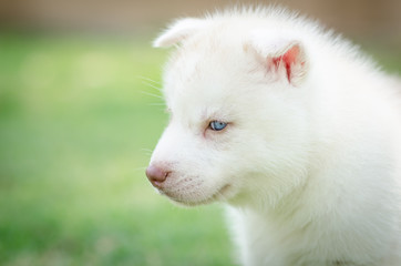 Close up on blue eyes of puppy