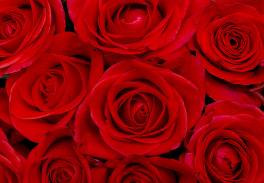 beautiful red roses, background texture