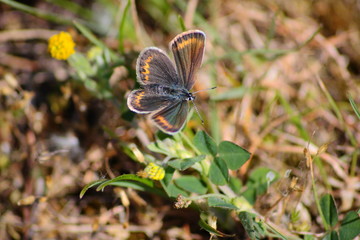 Schmetterling getarnt auf wiese