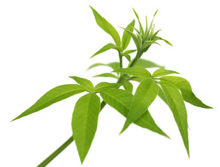 Fototapeta na wymiar Vitex Negundo or Medicinal Nishinda leaves