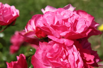 Red roses in close up
