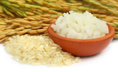 Golden paddy seeds with cooked rice