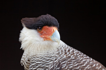 Caracara plancus - Caracara huppé - Southern Crested Caracara