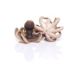 Little baby octopus isolated on white background