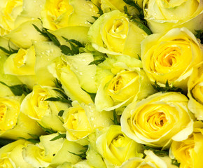 Beautiful yellow roses with rain drops