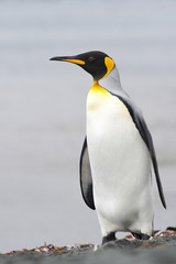 Fototapeta na wymiar King Penguin (Aptenodytes patagonicus) standing on the beach